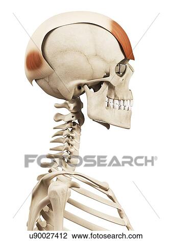 Human head muscles, illustration View Large Illustration Drawing - Human head muscles, illustration. Fotosearch