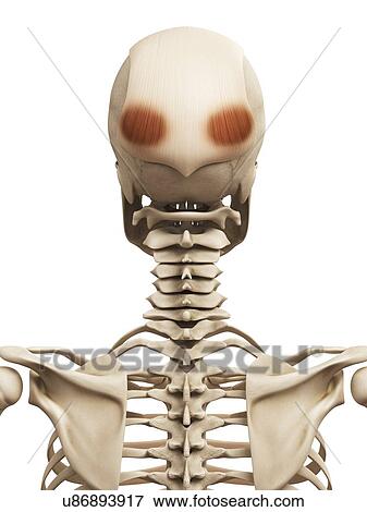 Human head muscles, illustration View Large Illustration Stock Illustration - Human head muscles, illustration. Fotosearch