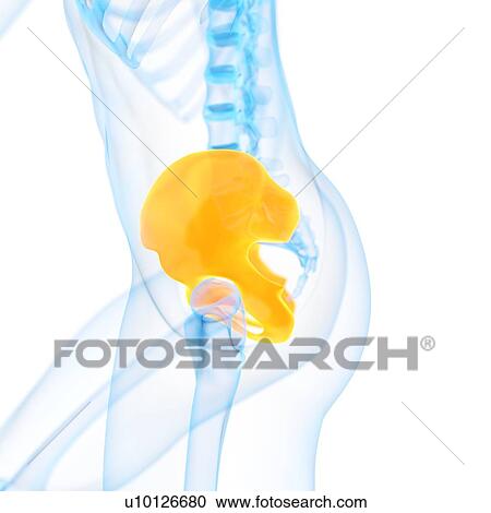 Human hip bone, illustration View Large Illustration Clipart - Human hip bone, illustration. Fotosearch