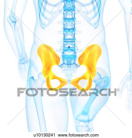 Human hip bones, illustration View Large Illustration Clip Art - Human hip bones, illustration. Fotosearch