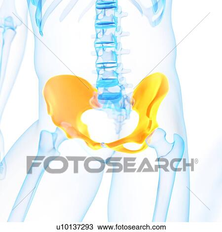Drawing - Human hip bones, illustration. Fotosearch