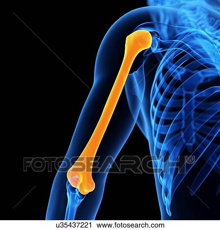 Clip Art - Human humerus bone, illustration. Fotosearch
