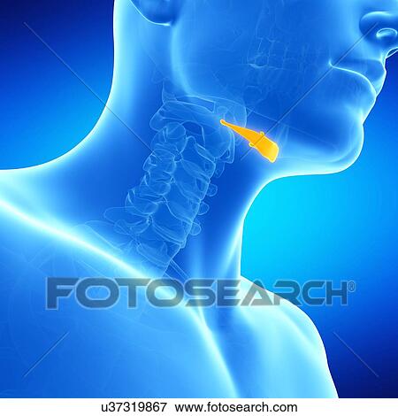 Stock Illustration - Human hyroid bone, illustration. Fotosearch