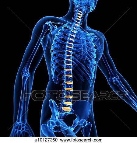Human intervertebral discs, illustration View Large Illustration Clipart - Human intervertebral discs, illustration. Fotosearch