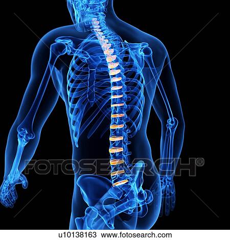 Drawing - Human intervertebral discs, illustration. Fotosearch