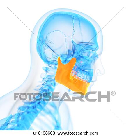 Drawing - Human jaw bone, illustration. Fotosearch
