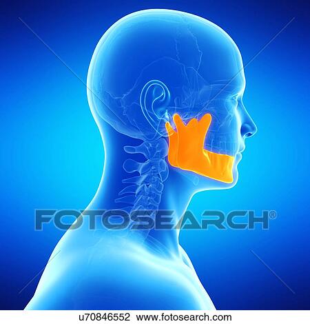 Human jaw bone, illustration View Large Illustration Drawing - Human jaw bone, illustration. Fotosearch