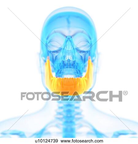 Stock Illustration - Human jaw bone, illustration. Fotosearch