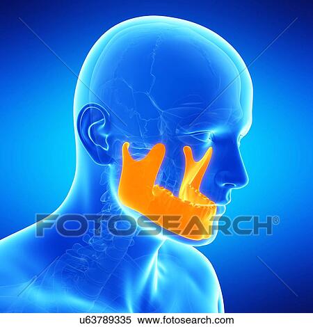 Stock Illustration - Human jaw bone, illustration. Fotosearch