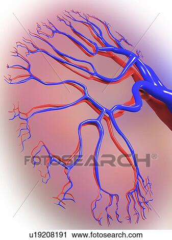 Human kidney, blood supply, artwork View Large Illustration Clip Art - Human kidney, blood supply, artwork. Fotosearch