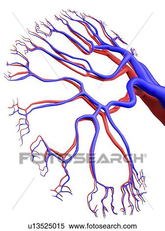 Stock Illustration - Human kidney, blood supply, artwork. Fotosearch