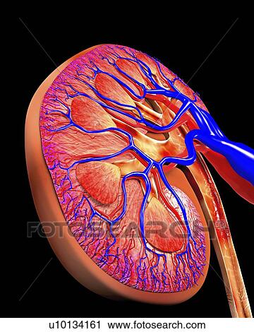 Human kidney, cut-away computer artwork. View Large Illustration Clip Art - Human kidney, cut-away computer artwork.. Fotosearch