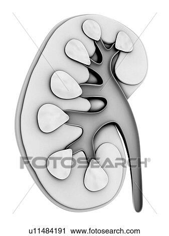 Human kidney, cut-away computer artwork. View Large Illustration Clip Art - Human kidney, cut-away computer artwork.. Fotosearch
