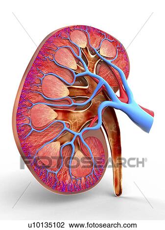Human kidney, cut-away computer artwork. View Large Illustration Drawing - Human kidney, cut-away computer artwork.. Fotosearch