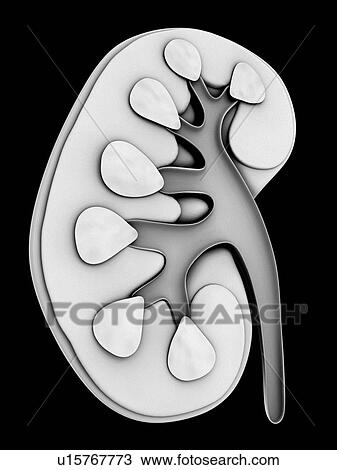 Human kidney, cut-away computer artwork. View Large Illustration Drawing - Human kidney, cut-away computer artwork.. Fotosearch