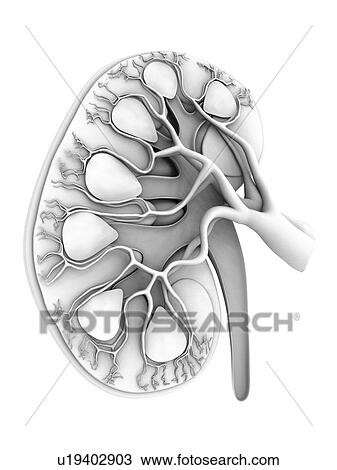 Human kidney, cut-away computer artwork. View Large Illustration Drawing - Human kidney, cut-away computer artwork.. Fotosearch