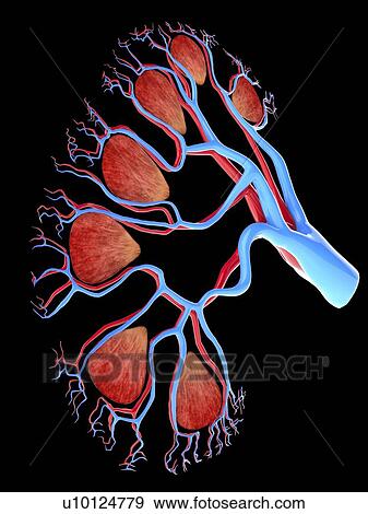 Human kidney, cut-away computer artwork. View Large Illustration Stock Illustration - Human kidney, cut-away computer artwork.. Fotosearch