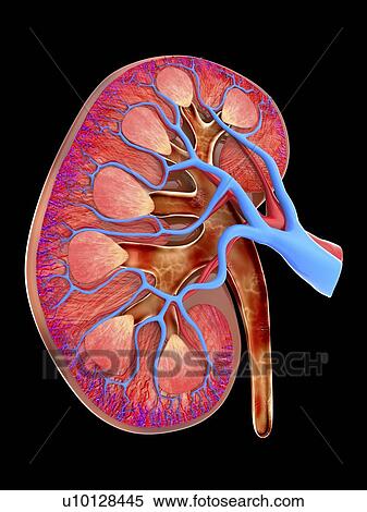 Human kidney, cut-away computer artwork. View Large Illustration Stock Illustration - Human kidney, cut-away computer artwork.. Fotosearch