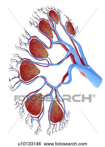 Human kidney, cut-away computer artwork. View Large Illustration Stock Illustration - Human kidney, cut-away computer artwork.. Fotosearch