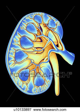 Human kidney, cut-away computer artwork. View Large Illustration Stock Illustration - Human kidney, cut-away computer artwork.. Fotosearch