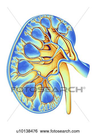 Human kidney, cut-away computer artwork. View Large Illustration Stock Illustration - Human kidney, cut-away computer artwork.. Fotosearch
