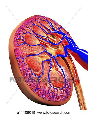Stock Illustration - Human kidney, cut-away computer artwork.. Fotosearch