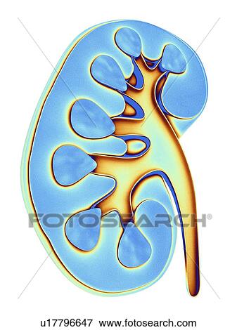 Human kidney, cut-away computer artwork. View Large Illustration Stock Illustration - Human kidney, cut-away computer artwork.. Fotosearch
