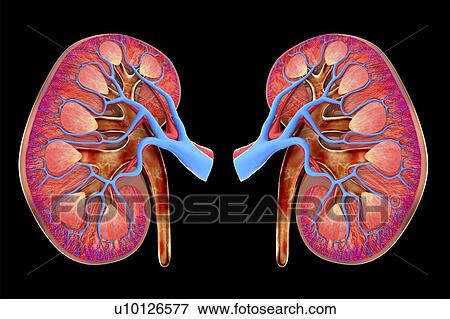 Stock Illustration - Human kidneys, artwork. Fotosearch