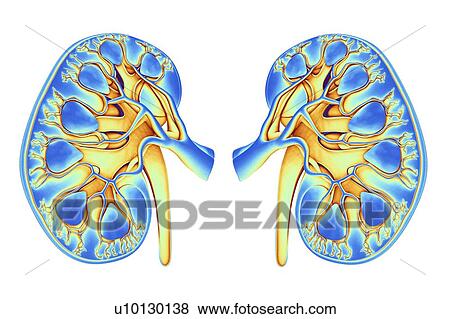 Human kidneys, artwork View Large Illustration Stock Illustration - Human kidneys, artwork. Fotosearch