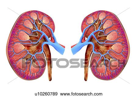 Human kidneys, artwork View Large Illustration Stock Illustration - Human kidneys, artwork. Fotosearch