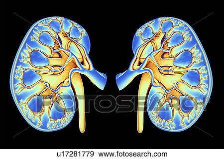 Human kidneys, artwork View Large Illustration Stock Illustration - Human kidneys, artwork. Fotosearch