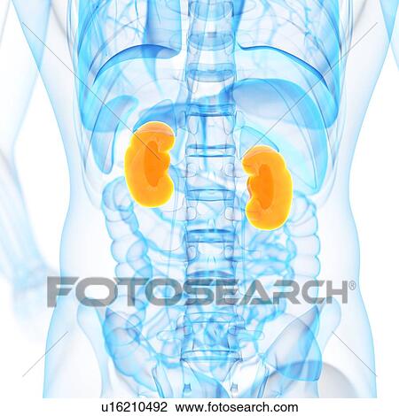 Human kidneys, illustration View Large Illustration Drawing - Human kidneys, illustration. Fotosearch