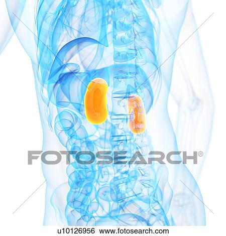 Stock Illustration - Human kidneys, illustration. Fotosearch
