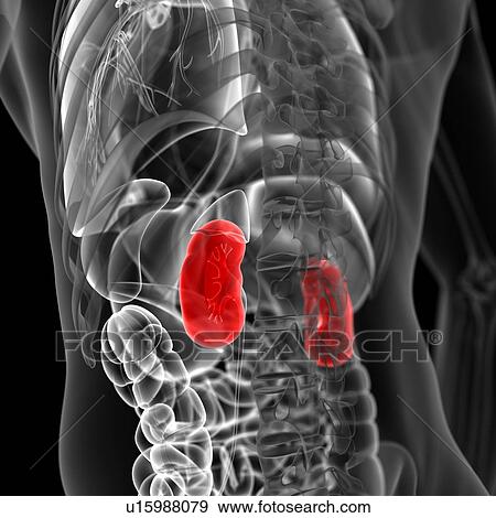 Stock Illustration - Human kidneys, illustration. Fotosearch