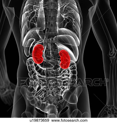 Human kidneys, illustration View Large Illustration Stock Illustration - Human kidneys, illustration. Fotosearch