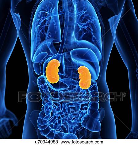 Human kidneys, illustration View Large Illustration Stock Illustration - Human kidneys, illustration. Fotosearch