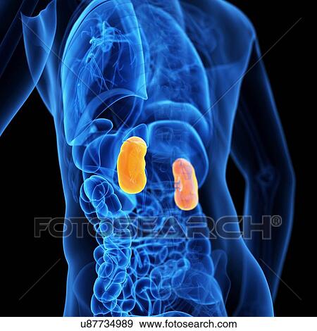 Human kidneys, illustration View Large Illustration Stock Illustration - Human kidneys, illustration. Fotosearch