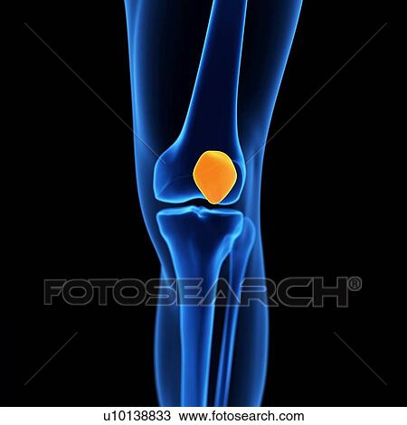 Drawing - Human knee cap, illustration. Fotosearch