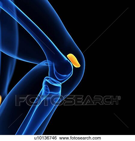 Human knee cap, illustration View Large Illustration Stock Illustration - Human knee cap, illustration. Fotosearch