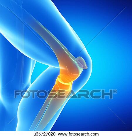 Clipart - Human knee joint, illustration. Fotosearch