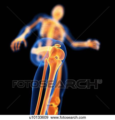 Stock Illustration - Human knee joint, illustration. Fotosearch
