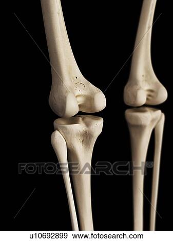 Human knees, illustration View Large Illustration Stock Illustration - Human knees, illustration. Fotosearch