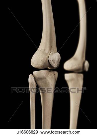Human knees, illustration View Large Illustration Stock Illustration - Human knees, illustration. Fotosearch