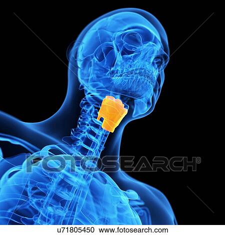 Human larynx, illustration View Large Illustration Clipart - Human larynx, illustration. Fotosearch