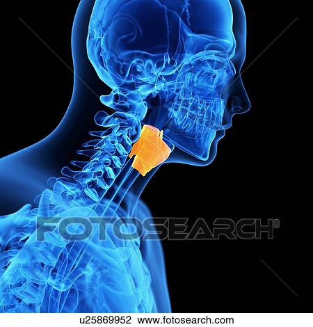 Drawing - Human larynx, illustration. Fotosearch