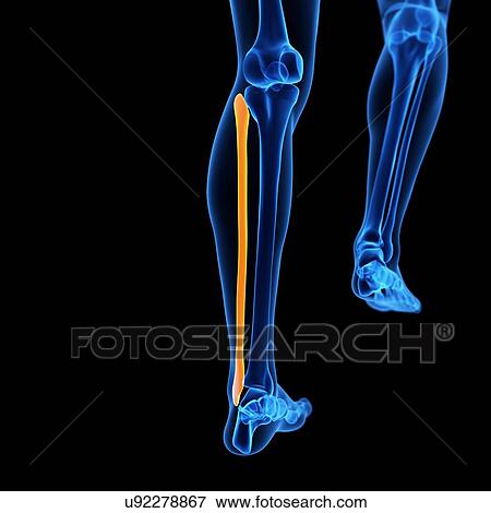 Human leg bone, illustration View Large Illustration Stock Illustration - Human leg bone, illustration. Fotosearch