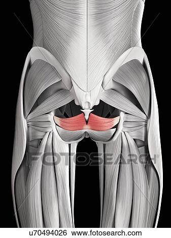 Stock Illustration - Human muscle, illustration. Fotosearch