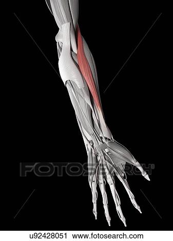 Human muscle of arm, illustration View Large Illustration Clip Art - Human muscle of arm, illustration. Fotosearch