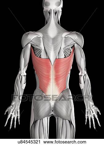 Clip Art - Human muscles, illustration. Fotosearch