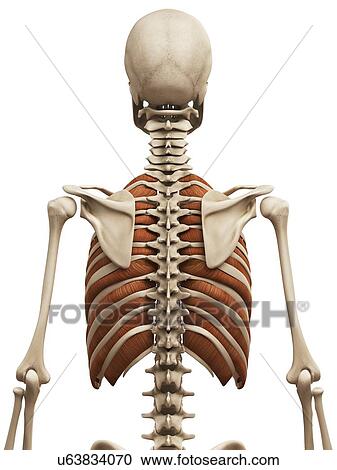 Clipart - Human muscles, illustration. Fotosearch